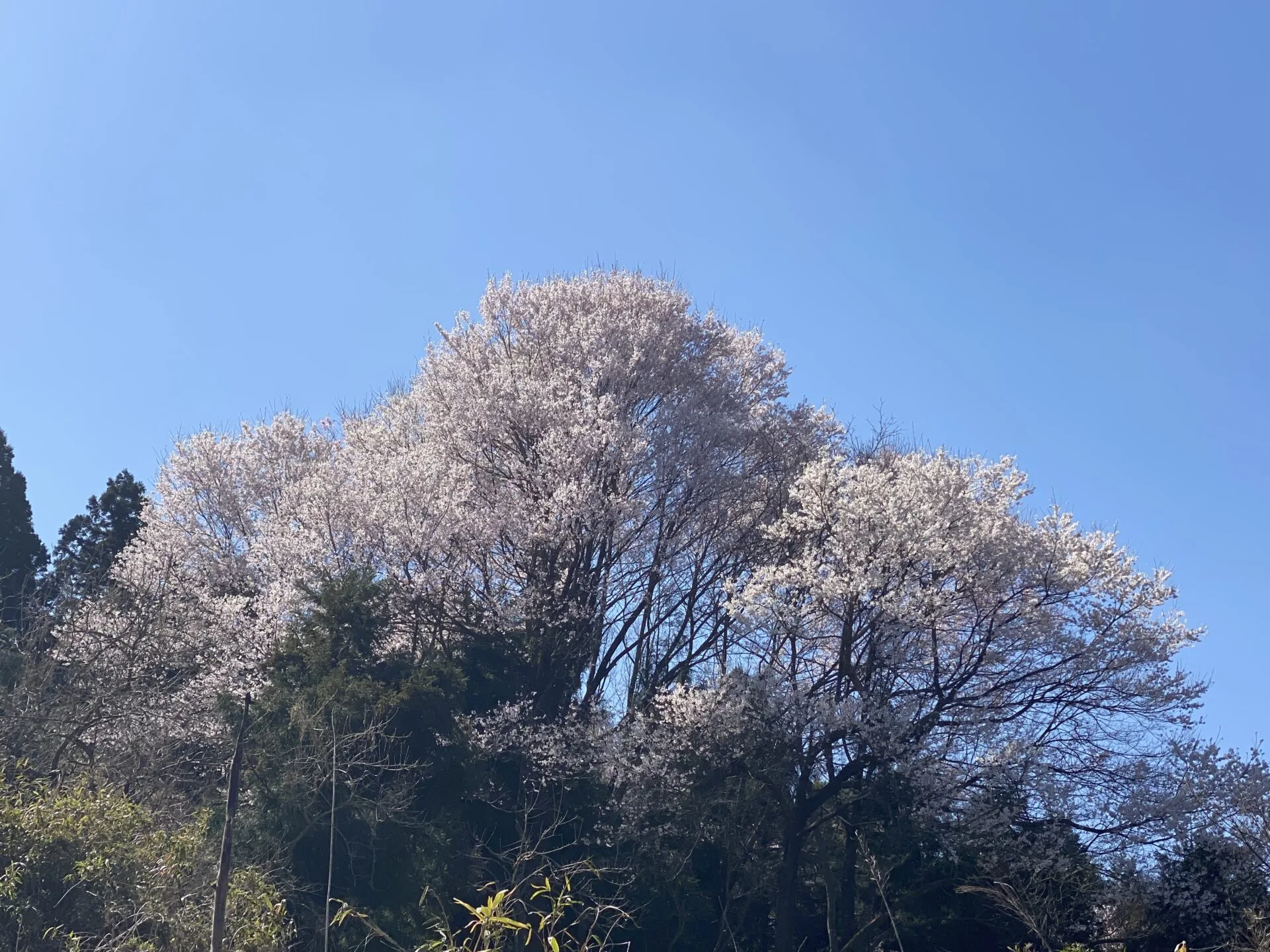 SBF新年度のたより(特報含む) アイキャッチ画像